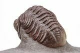 Red Austerops Trilobite - Hmar Laghdad, Morocco #221215-5